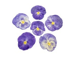 Засахаренный Обезвоженный съедобный цветок "Райский цветок" 6 шт