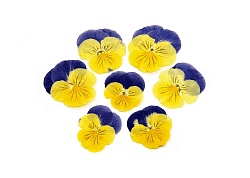 Виола обезвоженная "Глаза кошки" плоская 20 шт